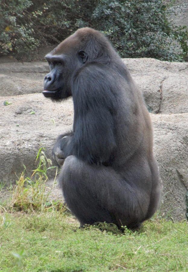 posición cuclillas gorila